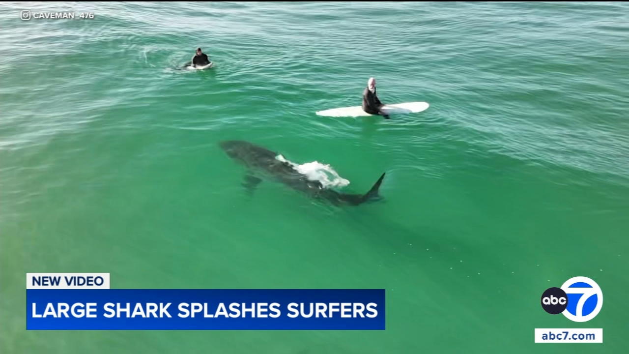 Shark swims near surfers, splashes one with its tail in close encounter off California coast, video shows
       — Downers Grove Sports news