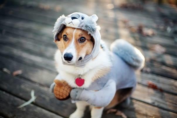 5 Things to Do in Kankakee County: Howl-O-Ween, Spooky Skate, last Kankakee Farmers Market of season — Downers Grove Business news